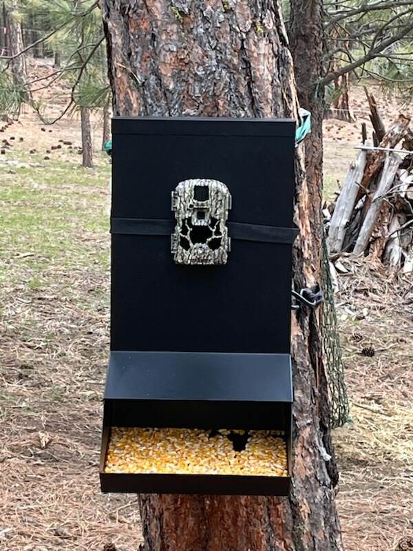Outdoor metal deer feeder filled with corn