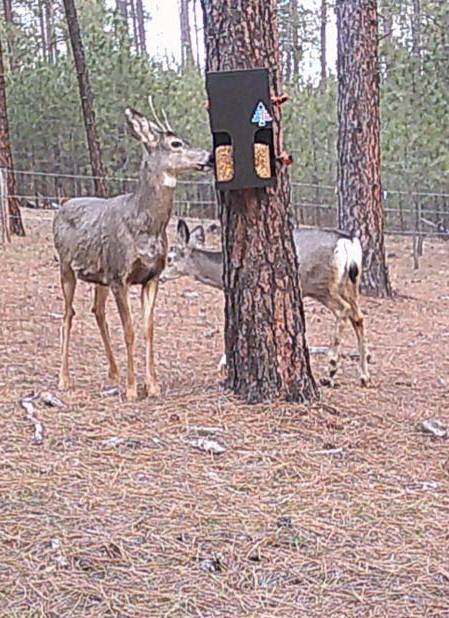 Two deer feeding from an Evergreen block-style deer feeder mounted to a tree in a wooded area