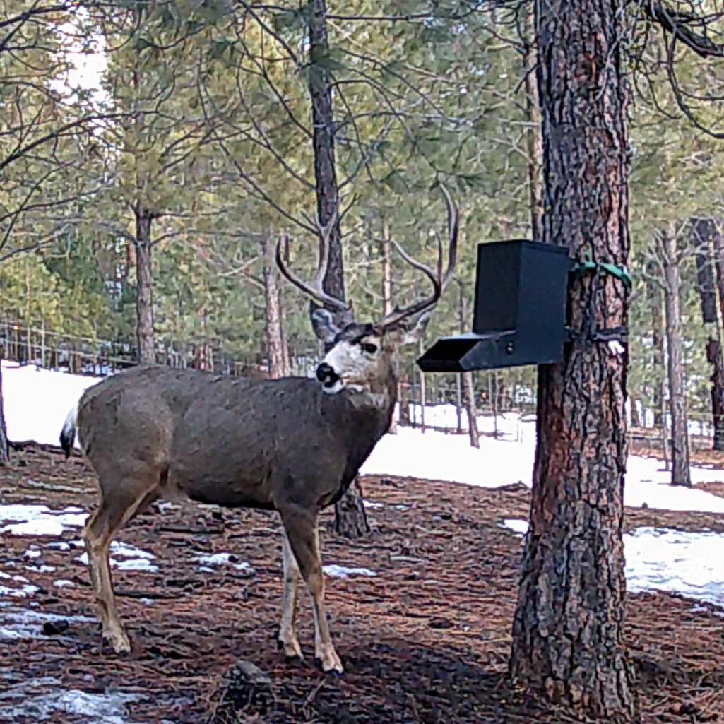 Evergreen Gravity Feeder mounted on a tree

