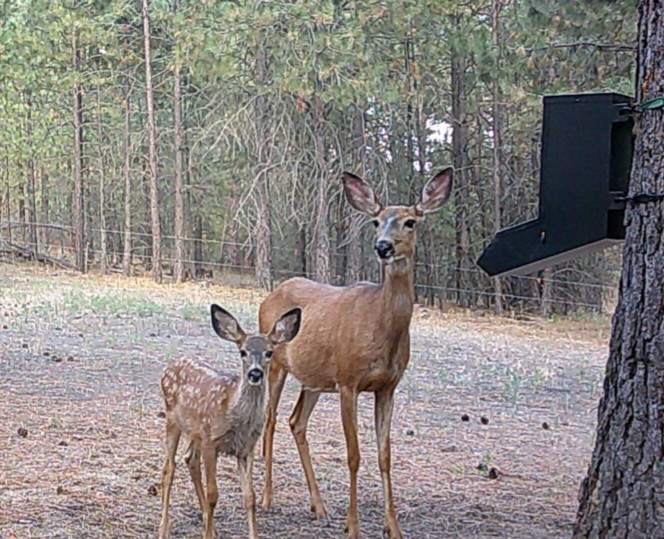 Deer feeding from gravity feeder

